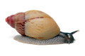 Lissachatina zanzibarica type 4 juvenil